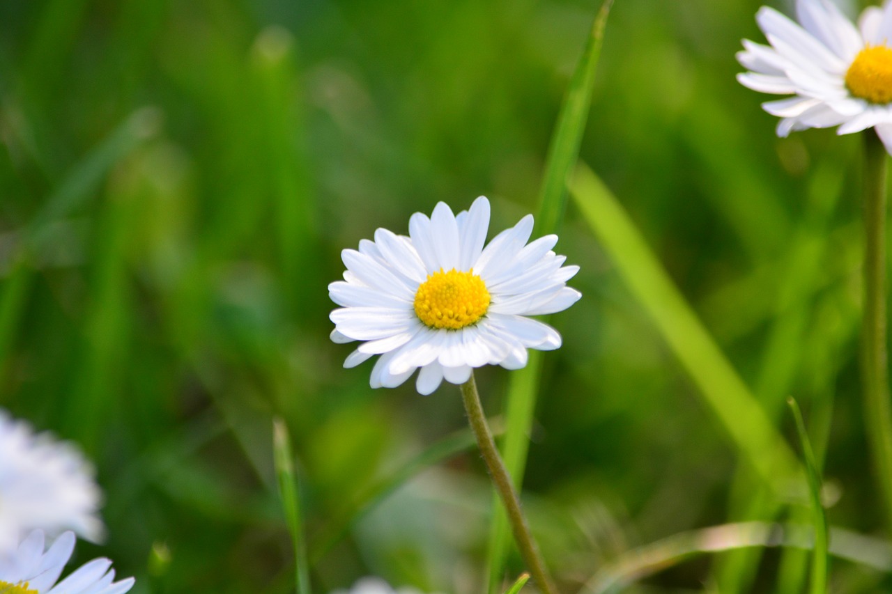 Gėlė, Daisy, Pavasaris, Balta, Žolė, Nemokamos Nuotraukos,  Nemokama Licenzija