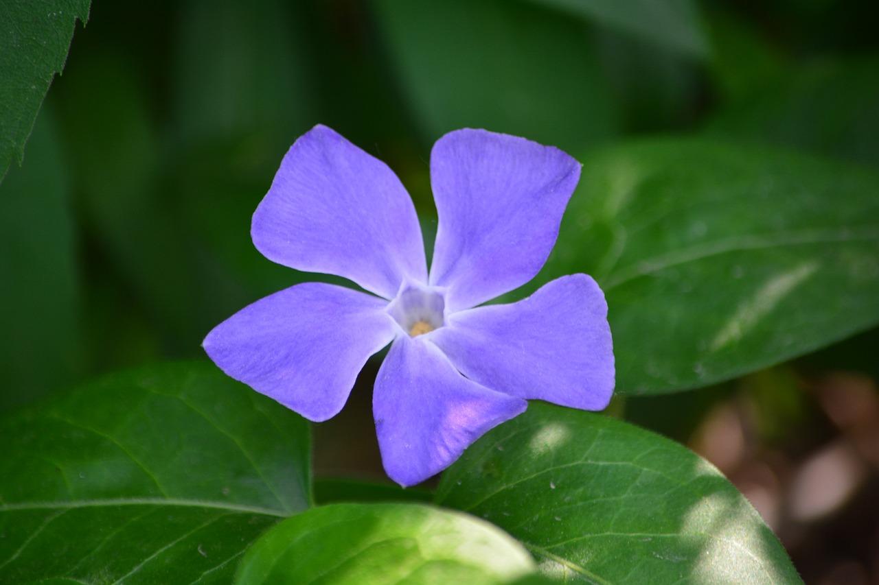 Gėlė, Sodas, Violetinė, Pavasaris, Flora, Gėlės, Pavasario Gėlė, Purpurinė Gėlė, Gintaras, Nemokamos Nuotraukos