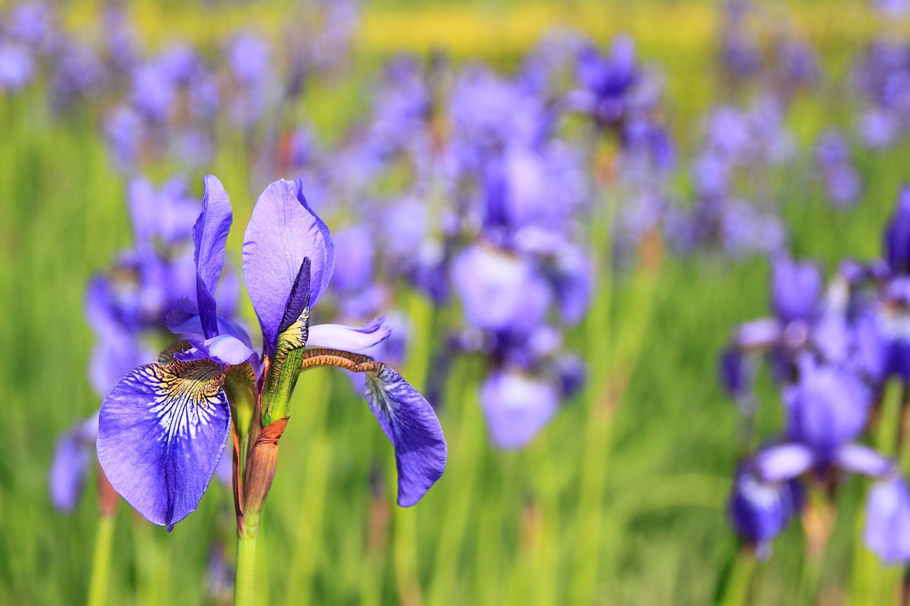 Gėlė, Violetinė, Gėlės, Pieva, Nemokamos Nuotraukos,  Nemokama Licenzija