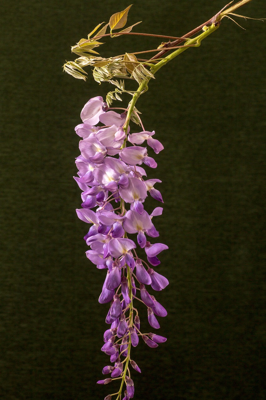 Žiedas,  Žydėti,  Mėlynas Lietus,  Wisteria,  Makro,  Violetinė,  Pavasario Gėlė, Nemokamos Nuotraukos,  Nemokama Licenzija