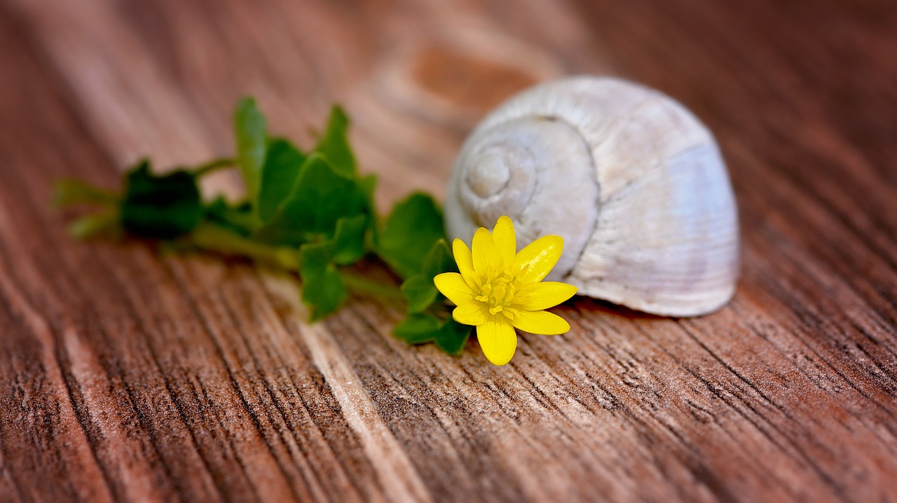 Gėlė,  Žiedas,  Žydėti,  Geltona,  Celandine,  Lukštas,  Tuščia,  Tuščia Sraigė,  Mediena,  Uždaryti