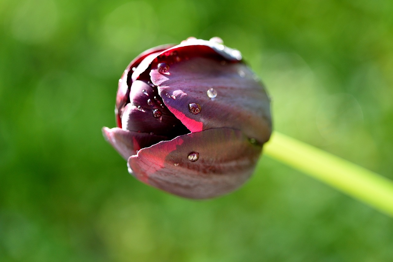 Gėlė,  Žiedas,  Žydėti,  Violetinė,  Tulpė,  Schnittblume,  Pavasario Gėlė,  Gamta,  Sodas,  Pavasaris