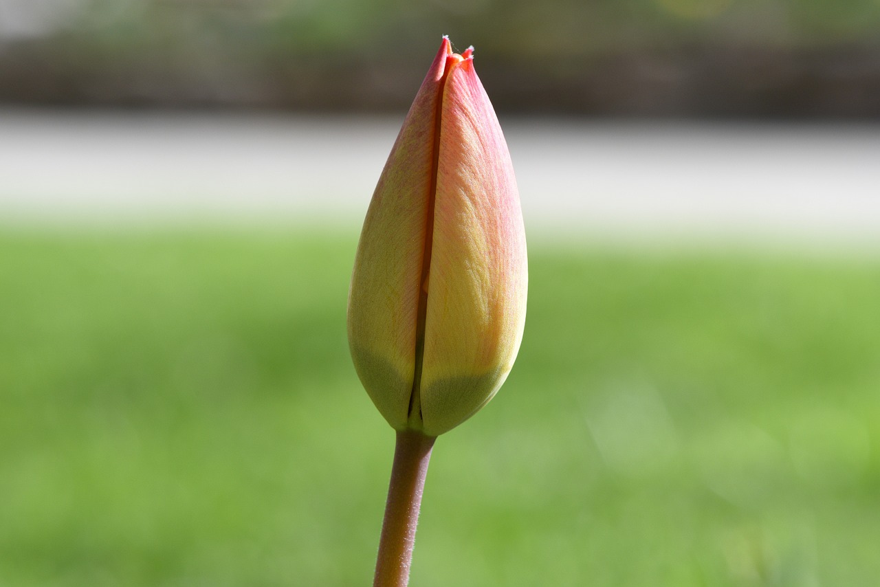 Gėlė, Tulpė, Schnittblume, Žiedas, Žydėti, Uždaryta, Raudona, Uždaryti, Nemokamos Nuotraukos,  Nemokama Licenzija