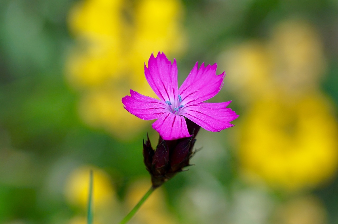 Gėlė, Gamta, Žiedas, Žydėti, Violetinė, Violetinė, Nemokamos Nuotraukos,  Nemokama Licenzija