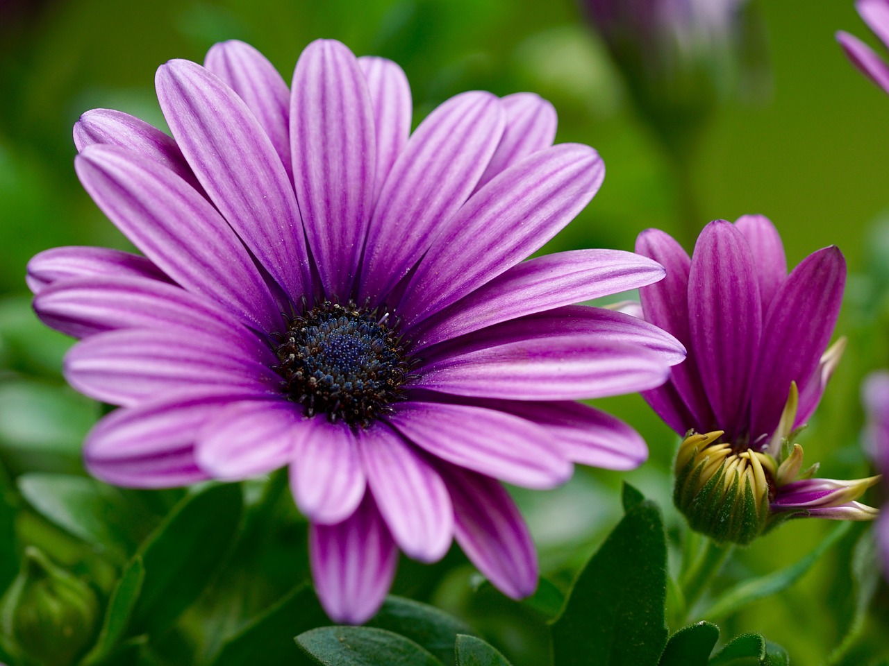 Gėlė, Gamta, Žiedas, Žydėti, Violetinė, Nemokamos Nuotraukos,  Nemokama Licenzija