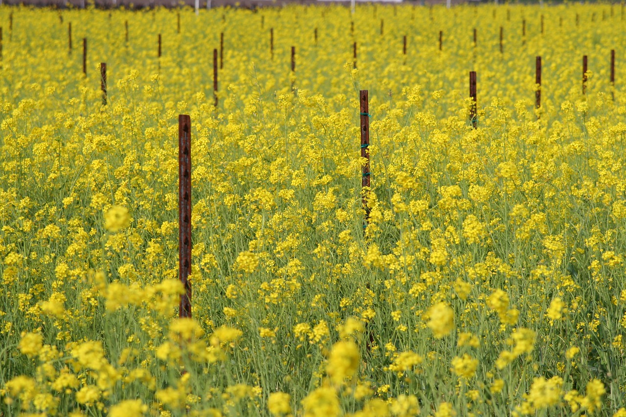 Gėlė, Garstyčios, Žiedas, Žydi, Augalas, Pavasaris, Vasara, Žiedlapiai, Flora, Gamta