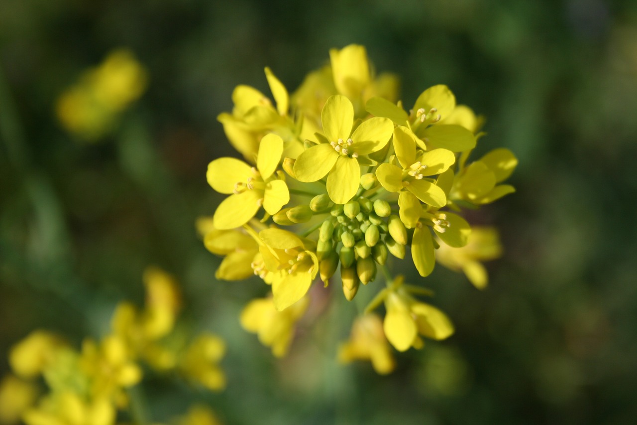 Gėlė, Garstyčios, Žiedas, Žydi, Augalas, Pavasaris, Vasara, Žiedlapiai, Flora, Gamta