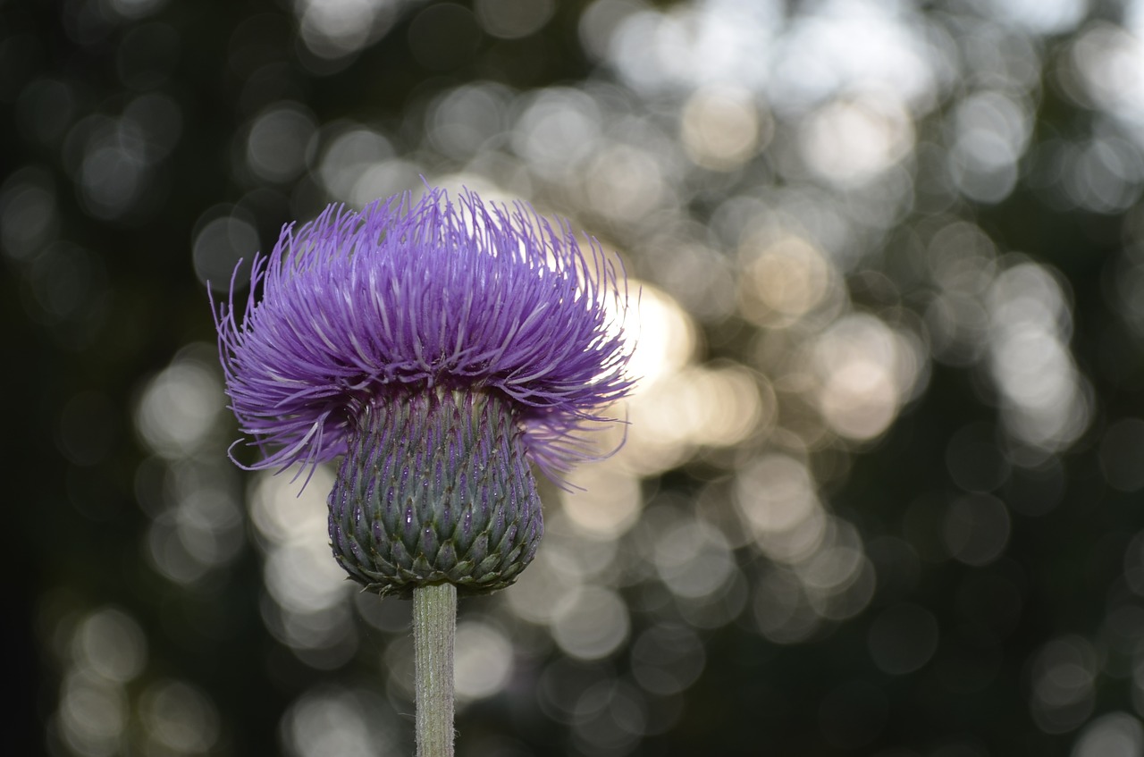 Gėlė, Fonas, Bokeh, Gėlės, Mov, Gamta, Augalai, Išsamiai, Saulėlydis, Žalias