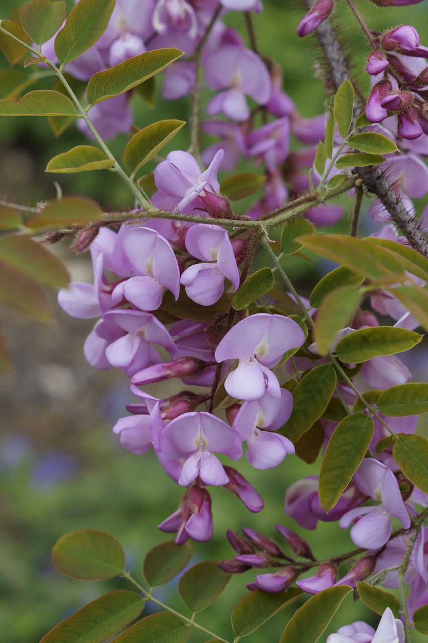 Žiedas, Žydėti, Žydėti, Gėlė, Krūmas, Lamiaceae, Violetinė, Violetinė, Alyva, Nemokamos Nuotraukos