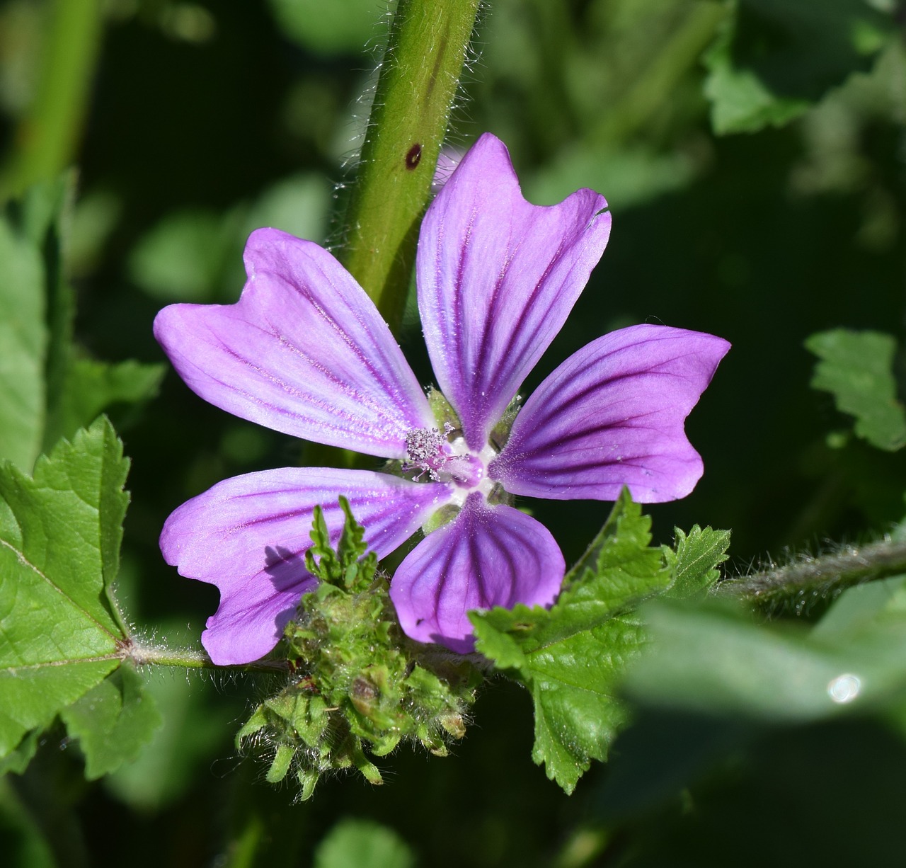 Gėlė, Violetinė, Žiedas, Žydėti, Makro, Violetinė, Žiedlapis, Flora, Gamta, Pavasaris