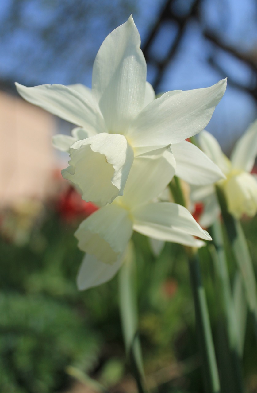 Gėlė, Balta, Daffodil, Pavasaris, Žydėti, Žydi, Sodas, Gamta, Žiedas, Augalas