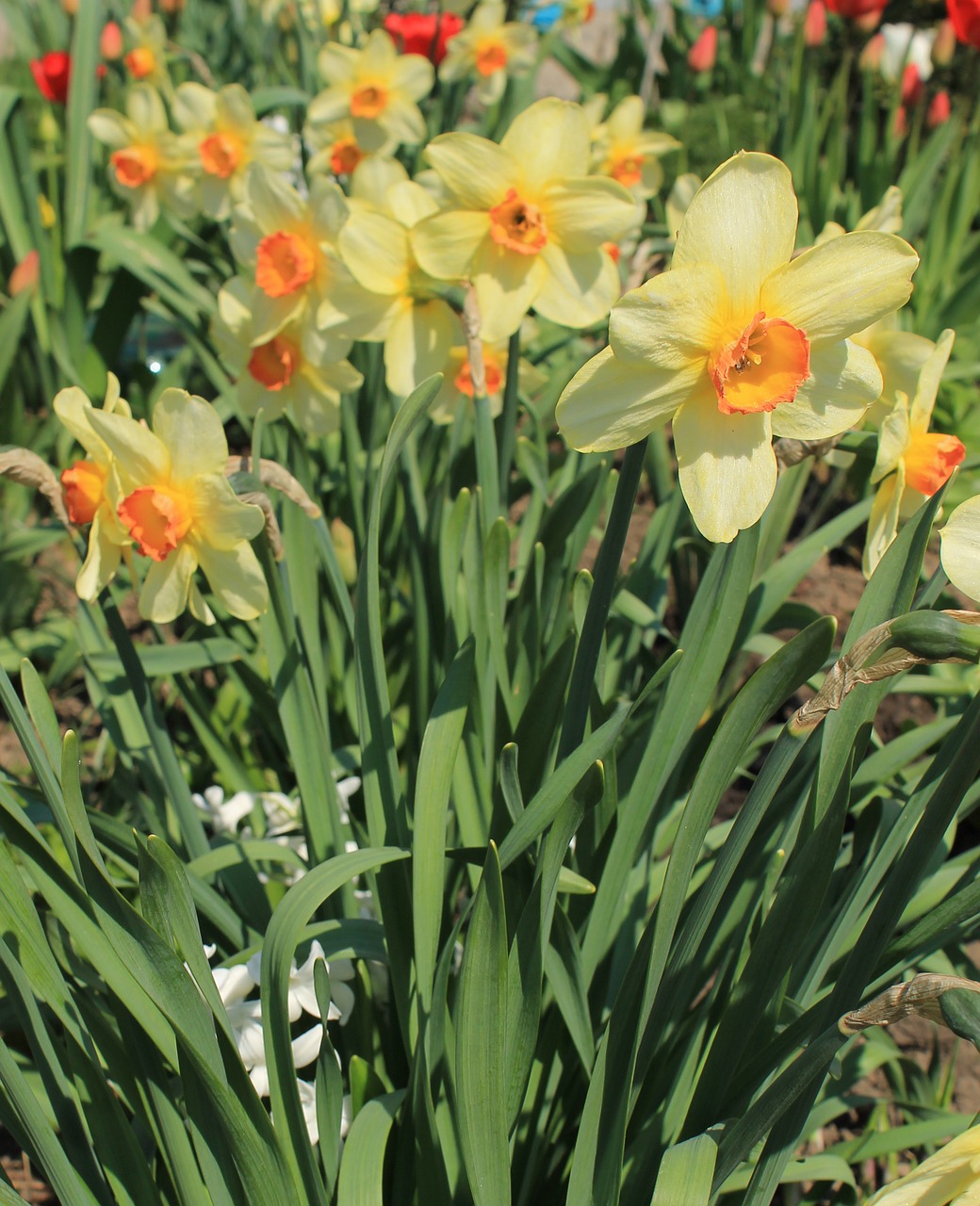 Gėlė, Geltona, Daffodil, Pavasaris, Žydėti, Žydi, Sodas, Gamta, Žiedas, Augalas