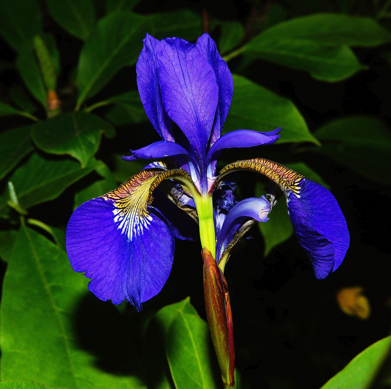 Gėlė,  Žiedas,  Žydėti,  Mėlynas Iris,  Uždaryti,  Laukinė Gėlė,  Spalvinga,  Aromatingas,  Iris Laevigata, Nemokamos Nuotraukos