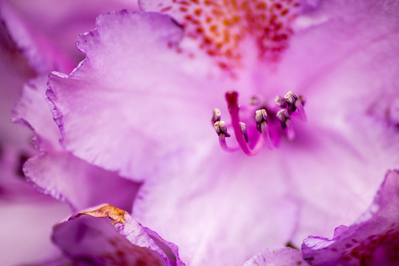 Gėlė, Makro, Iš Arti, Flora, Žydėti, Atviras, Rožinis, Violetinė, Gamta, Pavasaris