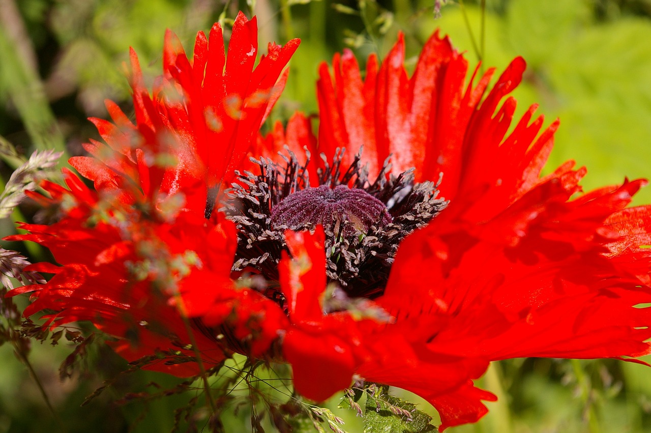 Žiedas, Žydėti, Klatschmohn, Aguona, Raudona, Raudona Aguona, Gėlė, Aguonos Gėlė, Uždaryti, Augalas