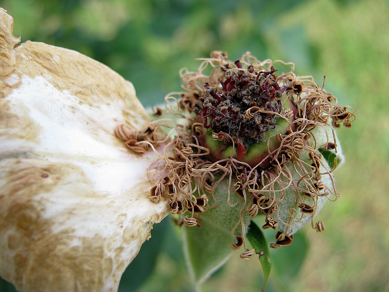 Gėlė, Pavasaris, Rožė, Pistil, Sausas, Nemokamos Nuotraukos,  Nemokama Licenzija