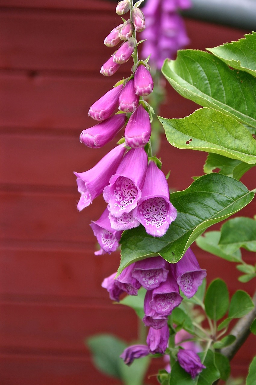 Gėlė, Larkspur, Dekoratyvinis Augalas, Žiedas, Žydėti, Sodo Larkspur, Uždaryti, Sodas, Didelis Hiacintas, Nemokamos Nuotraukos