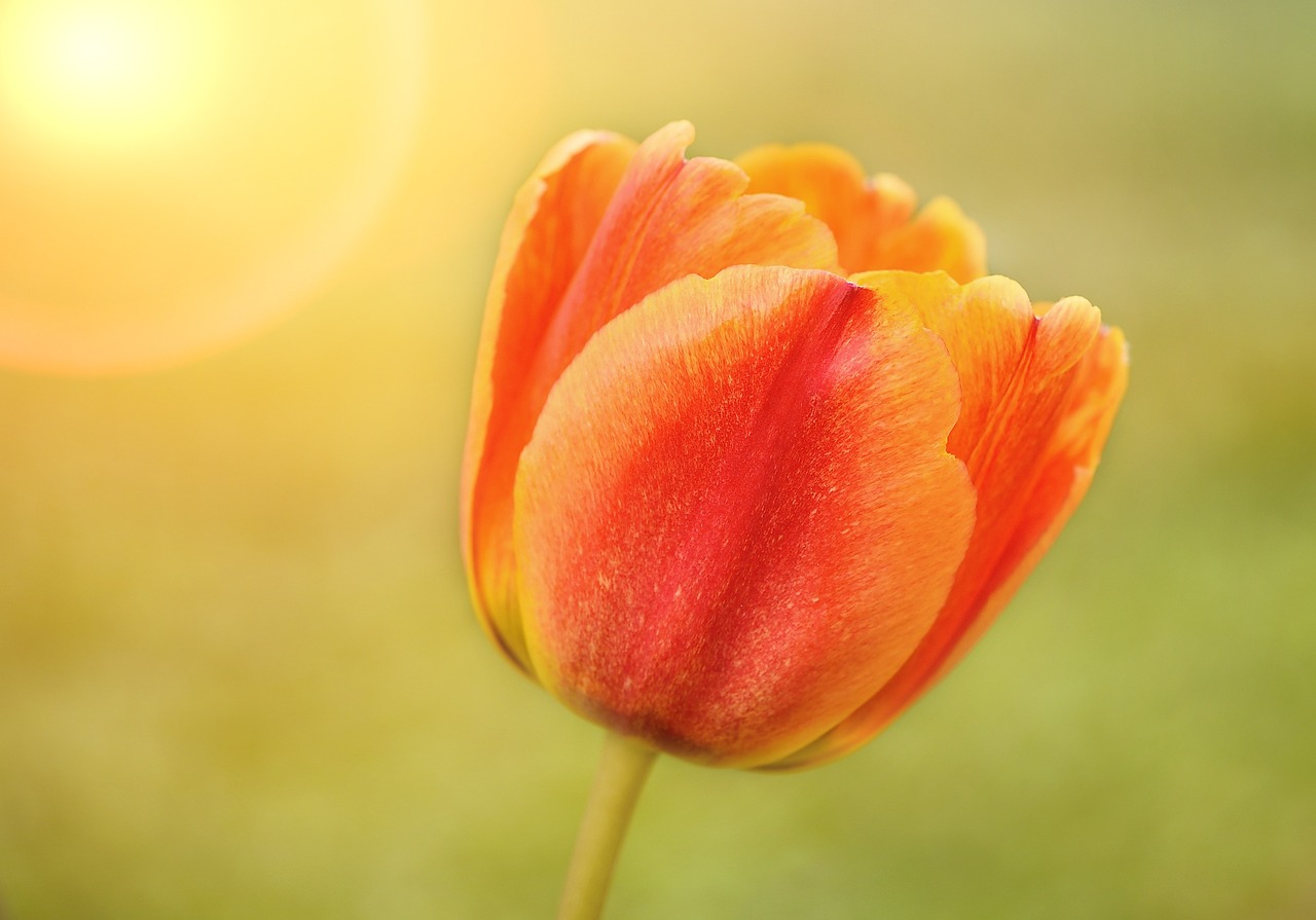 Gėlė, Tulpė, Žiedas, Žydėti, Oranžinė Geltona, Gražus, Šviesa, Schnittblume, Sodas, Gamta