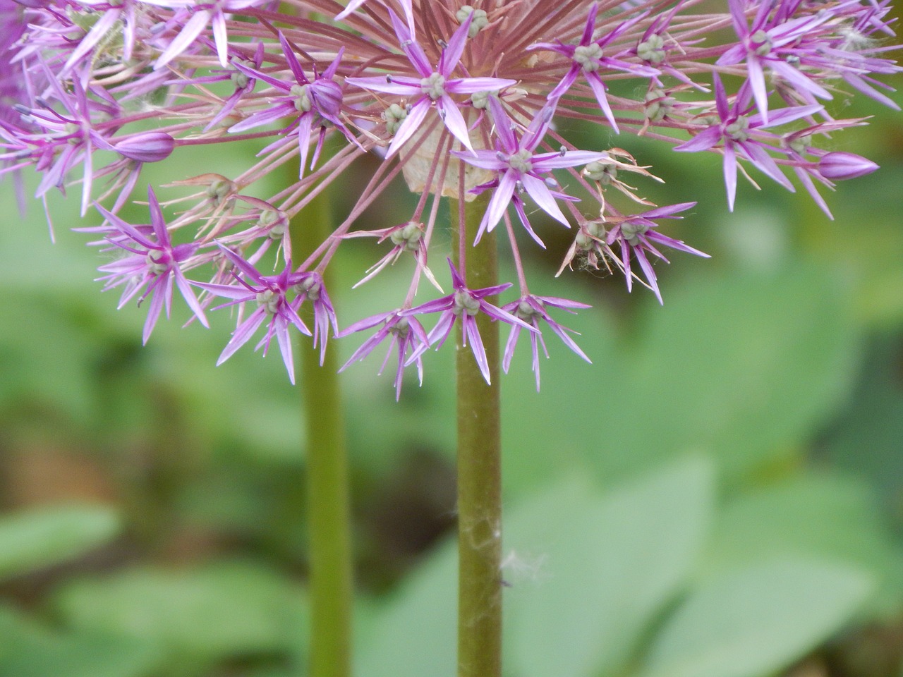 Gėlė, Violetinė, Allium, Sodas, Gėlių, Gamta, Žydėti, Žiedas, Vasara, Pavasaris