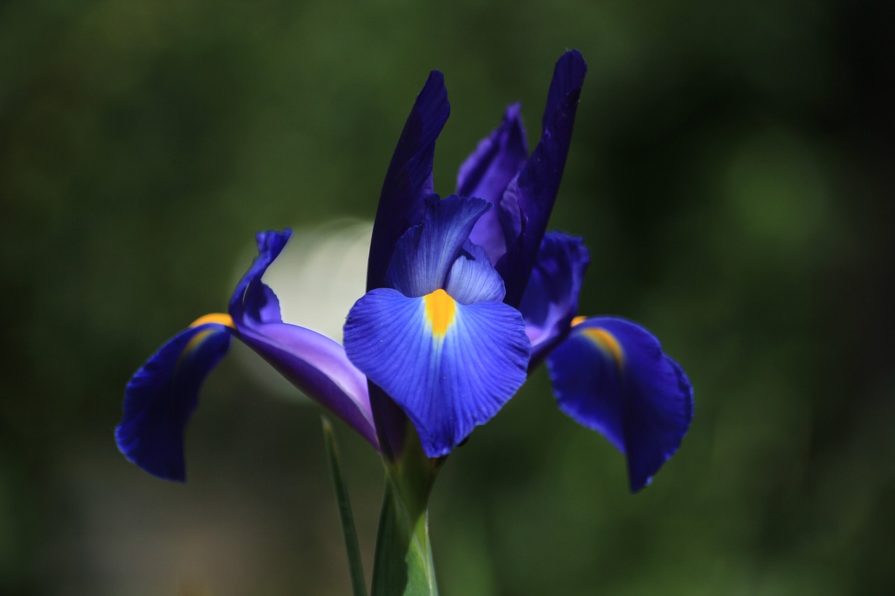 Gėlė, Iris, Mėlynas, Žiedas, Žydėti, Uždaryti, Geltona, Žydėti, Mėlyna Violetinė, Iridaceae