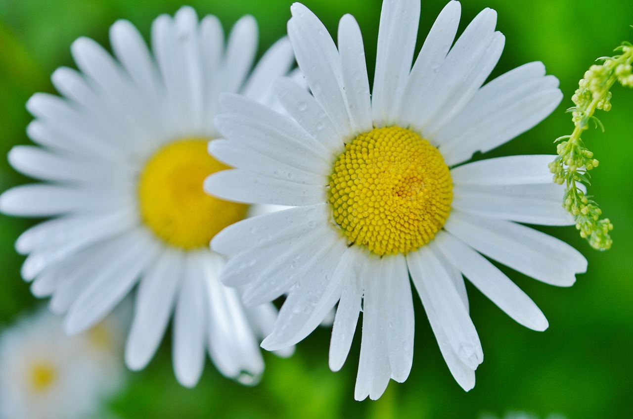 Gėlė,  Daisy,  Gamta,  Pavasaris,  Balta,  Augalas,  Gėlių,  Vasara,  Žiedas,  Natūralus