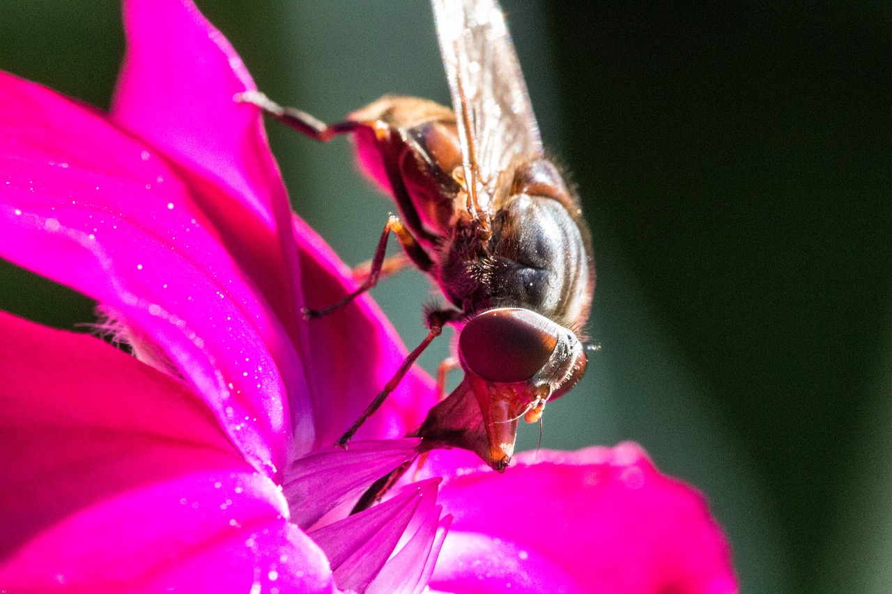 Žiedas,  Žydėti,  Bičių,  Gėlė,  Uždaryti,  Vabzdys,  Makro,  Augalas, Nemokamos Nuotraukos,  Nemokama Licenzija