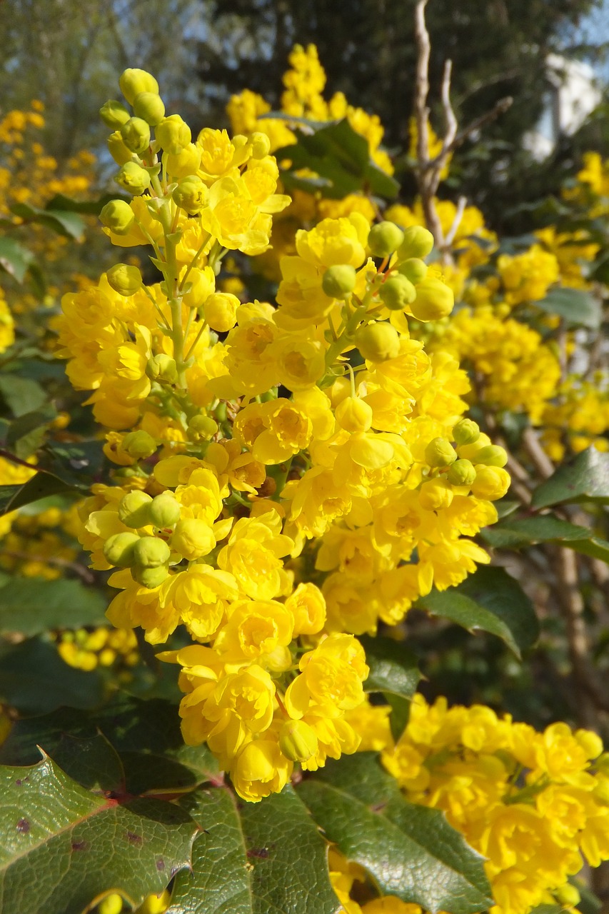 Gėlė,  Geltona,  Gamta,  Krūmas,  Mahonia Aquifolium,  Berberitzengewächs, Nemokamos Nuotraukos,  Nemokama Licenzija