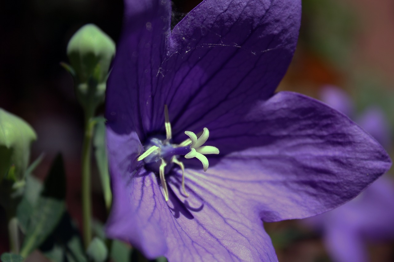 Gėlė, Balionų Gėlė, Žiedas, Žydėti, Violetinė, Saulė, Nemokamos Nuotraukos,  Nemokama Licenzija