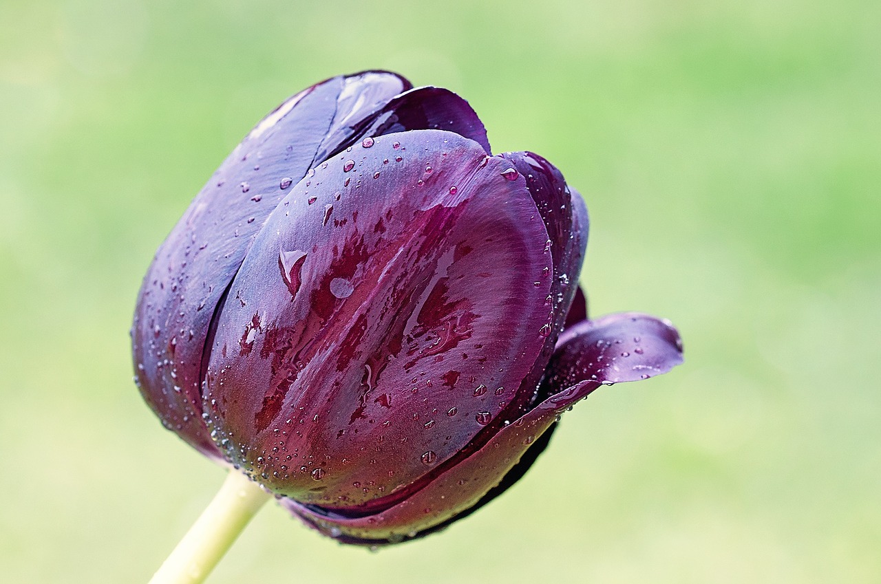 Gėlė, Tulpė, Pavasaris, Žiedas, Žydėti, Violetinė, Sodas, Gamta, Schnittblume, Pavasario Gėlė