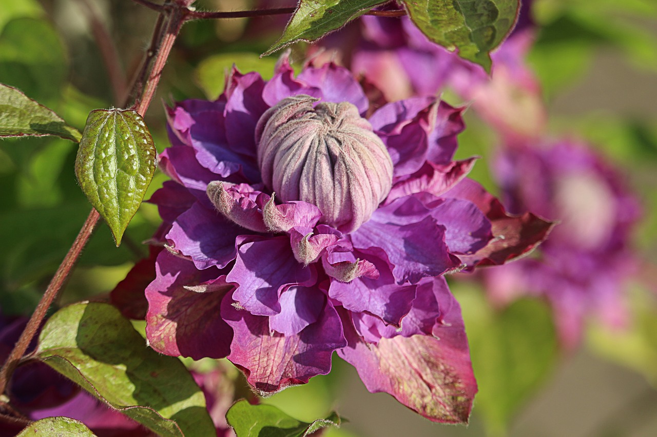 Gėlė, Violetinė, Žalias, Vasara, Sodas, Gamta, Daisy, Žydi, Augalas, Žydėjimas