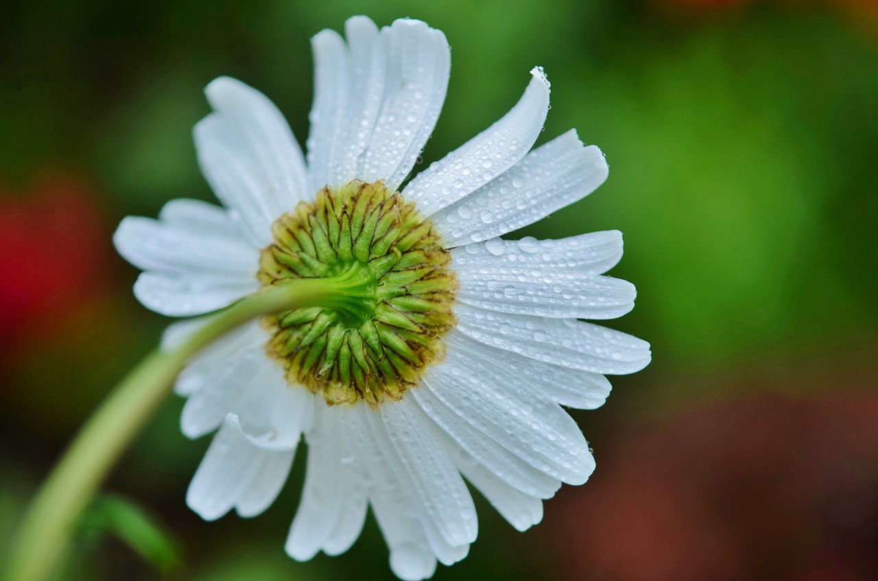 Gėlė, Daisy, Balta, Geltona, Gėlių, Sodas, Žydi, Natūralus, Makro, Gamta