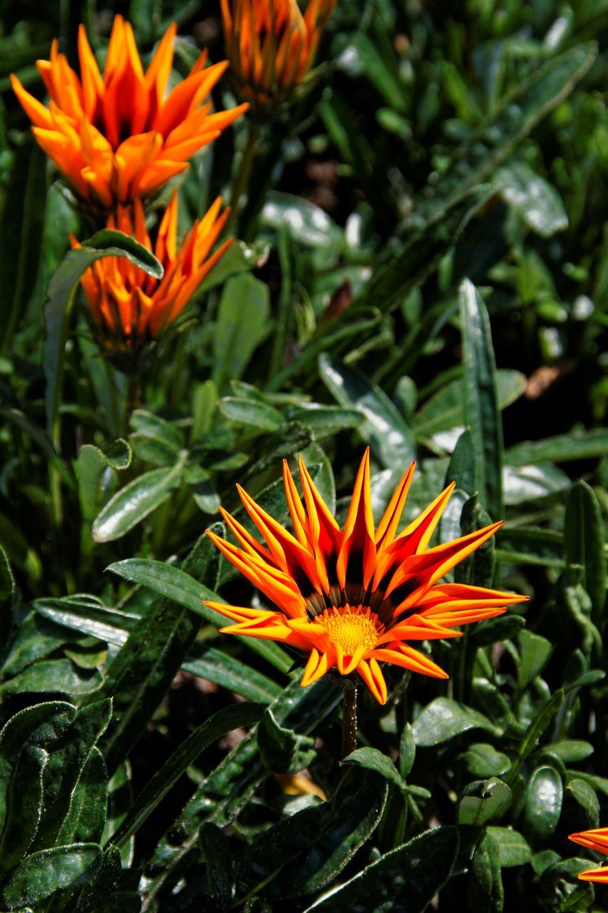 Gėlė, Žiedas, Žydėti, Augalas, Uždaryti, Geltona Gėlė, Oranžinė, Gamta, Flora, Nemokamos Nuotraukos