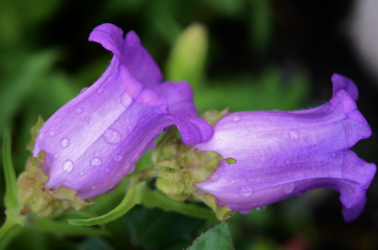 Gėlė, Violetinė, Gėlių, Gamta, Žiedas, Žalias, Lapai, Rožinis, Žiedlapis, Augalas