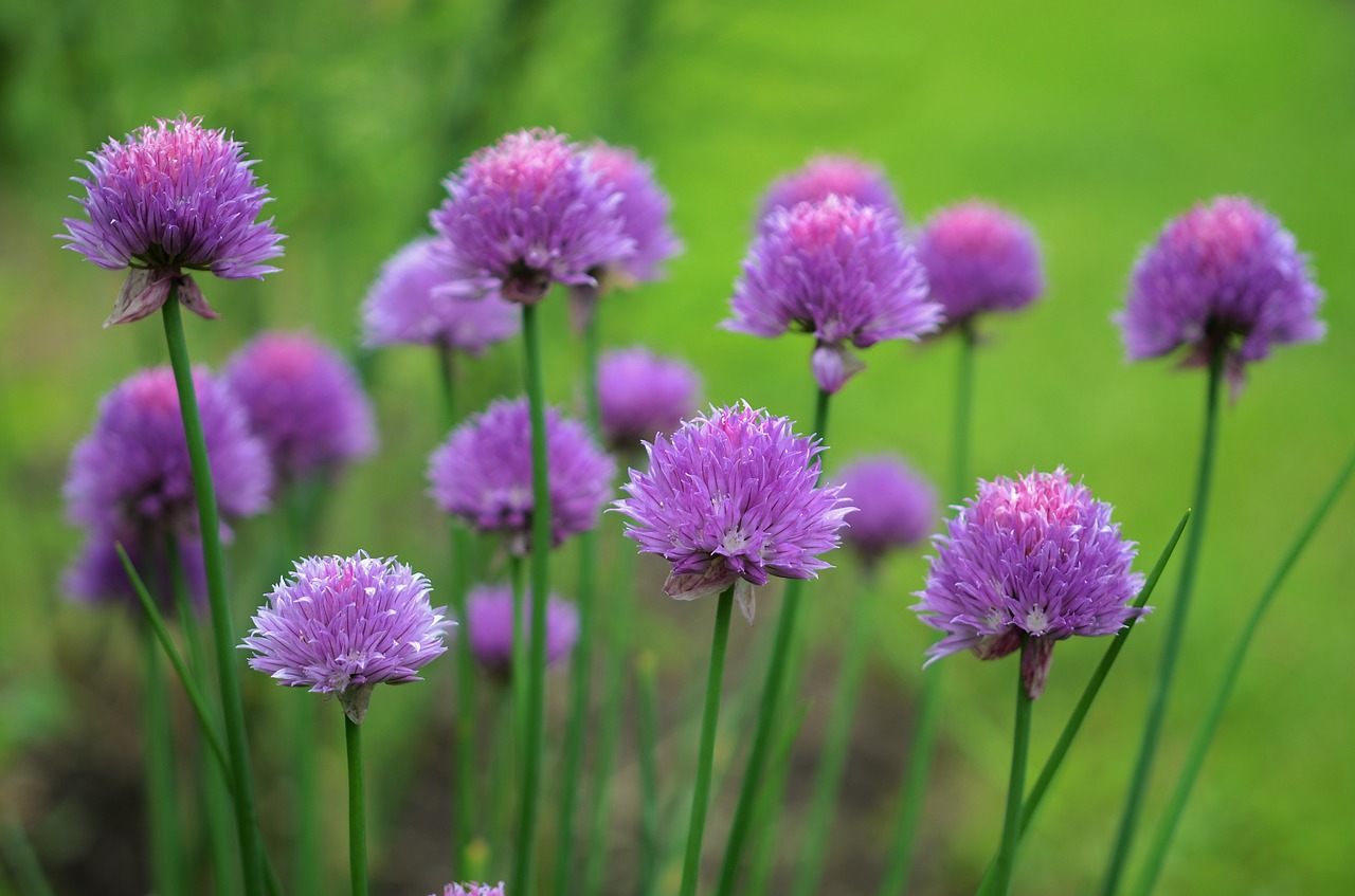 Gėlė, Violetinė, Gėlių, Sodas, Žydi, Natūralus, Makro, Gamta, Žiedas, Žalias