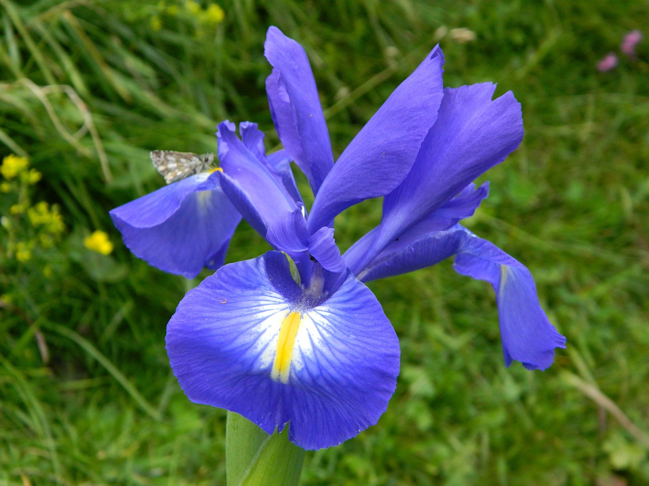 Gėlė, Kalnas, Gamta, Žiedas, Žydėti, Flora, Mėlynas, Pavasaris, Natūralus, Nemokamos Nuotraukos