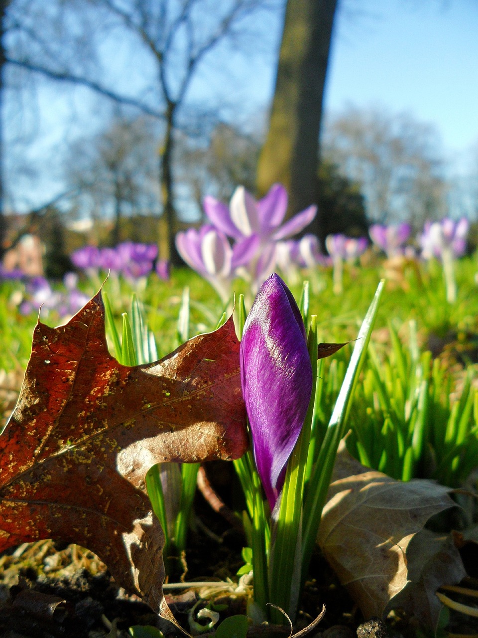 Gėlė, Pavasaris, Gamta, Augalas, Crocus, Žiedas, Žydėti, Nemokamos Nuotraukos,  Nemokama Licenzija