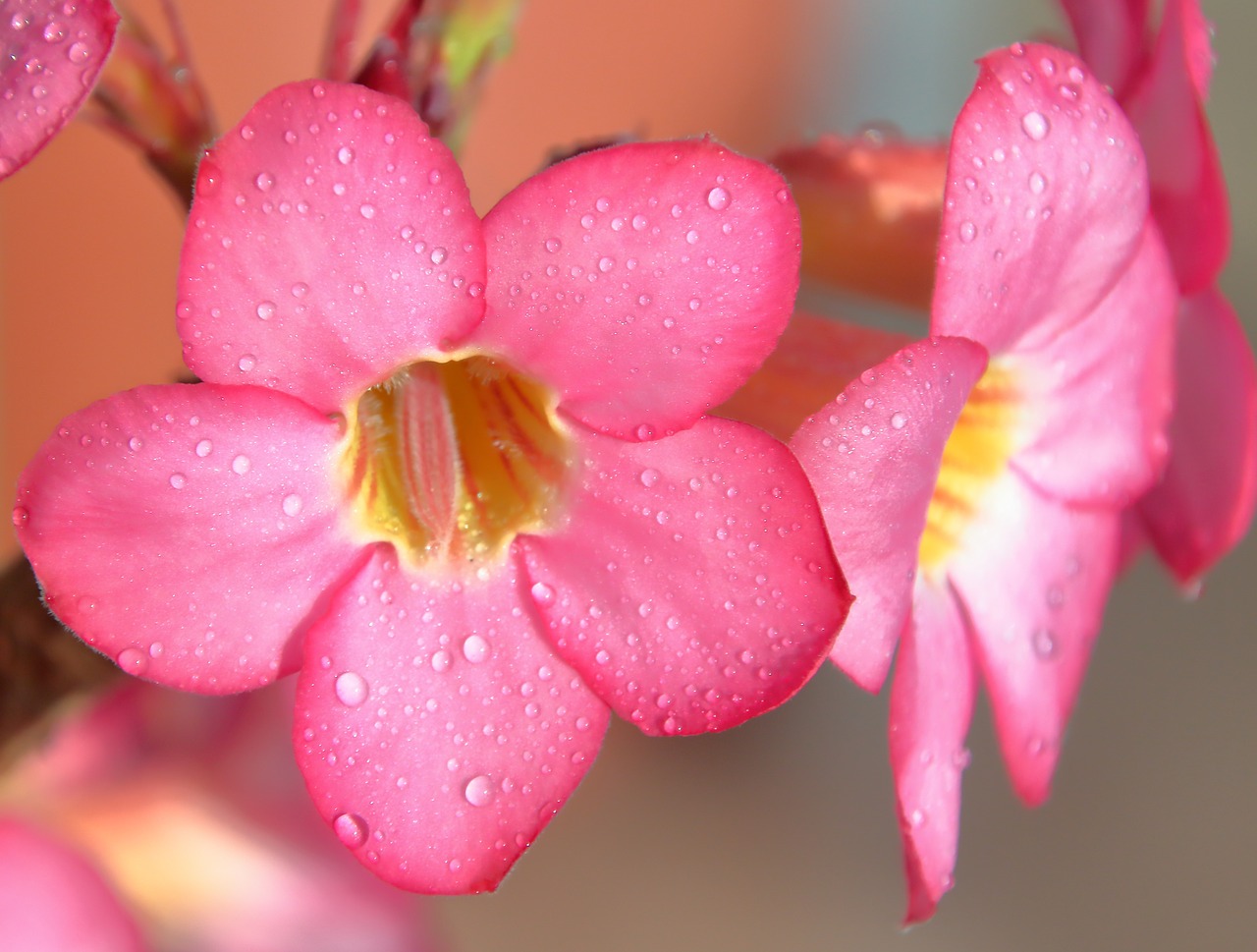 Gėlė,  Rosa,  Gėlės,  Geltona,  Rožinis,  Žiedlapiai,  Makro,  Lotosas,  Vaizdas,  Fotografija