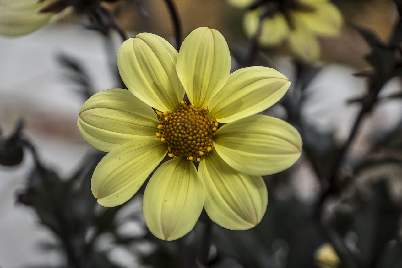 Gėlė,  Dahlia,  Sodas,  Gėlių Sodas,  Augalas,  Dekoratyvinis Augalas, Nemokamos Nuotraukos,  Nemokama Licenzija