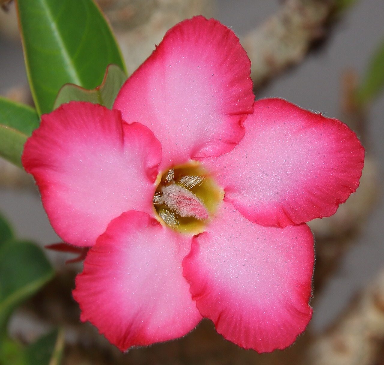 Gėlė,  Rosa,  Gėlės,  Geltona,  Rožinis,  Žiedlapiai,  Makro,  Lotosas,  Vaizdas,  Fotografija