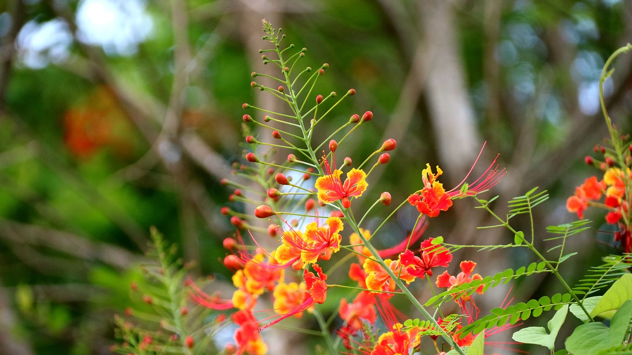 Hematoksilino Poinsetija,  Gėlė,  Raudona,  Augalas,  Medžiaga,  Povas Gėlė, Nemokamos Nuotraukos,  Nemokama Licenzija