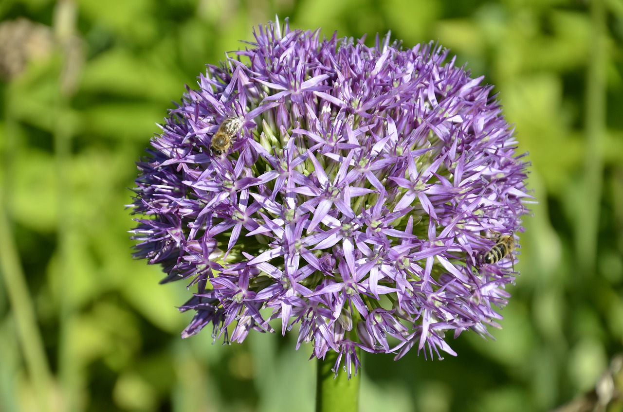 Gėlė,  Violetinė,  Žiedas,  Žydėti,  Violetinė,  Augalas,  Žiedlapiai, Nemokamos Nuotraukos,  Nemokama Licenzija