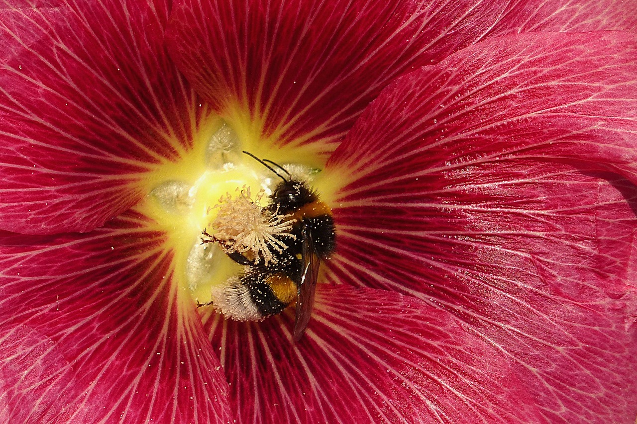 Gėlė,  Žiedas,  Žydėti,  Atsargos Padidėjo,  Hollyhock,  Rožinis,  Hummel,  Žiedadulkės,  Uždaryti, Nemokamos Nuotraukos