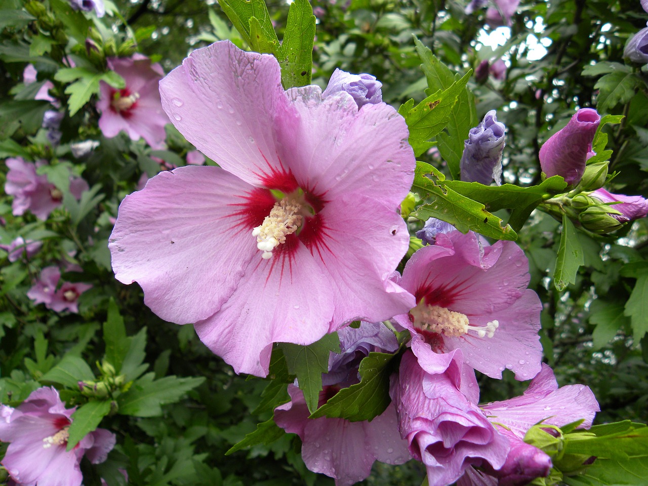 Gėlė, Violetinė, Purpurinės Gėlės, Sodas, Flora, Gamta, Laukinė Gėlė, Nemokamos Nuotraukos,  Nemokama Licenzija