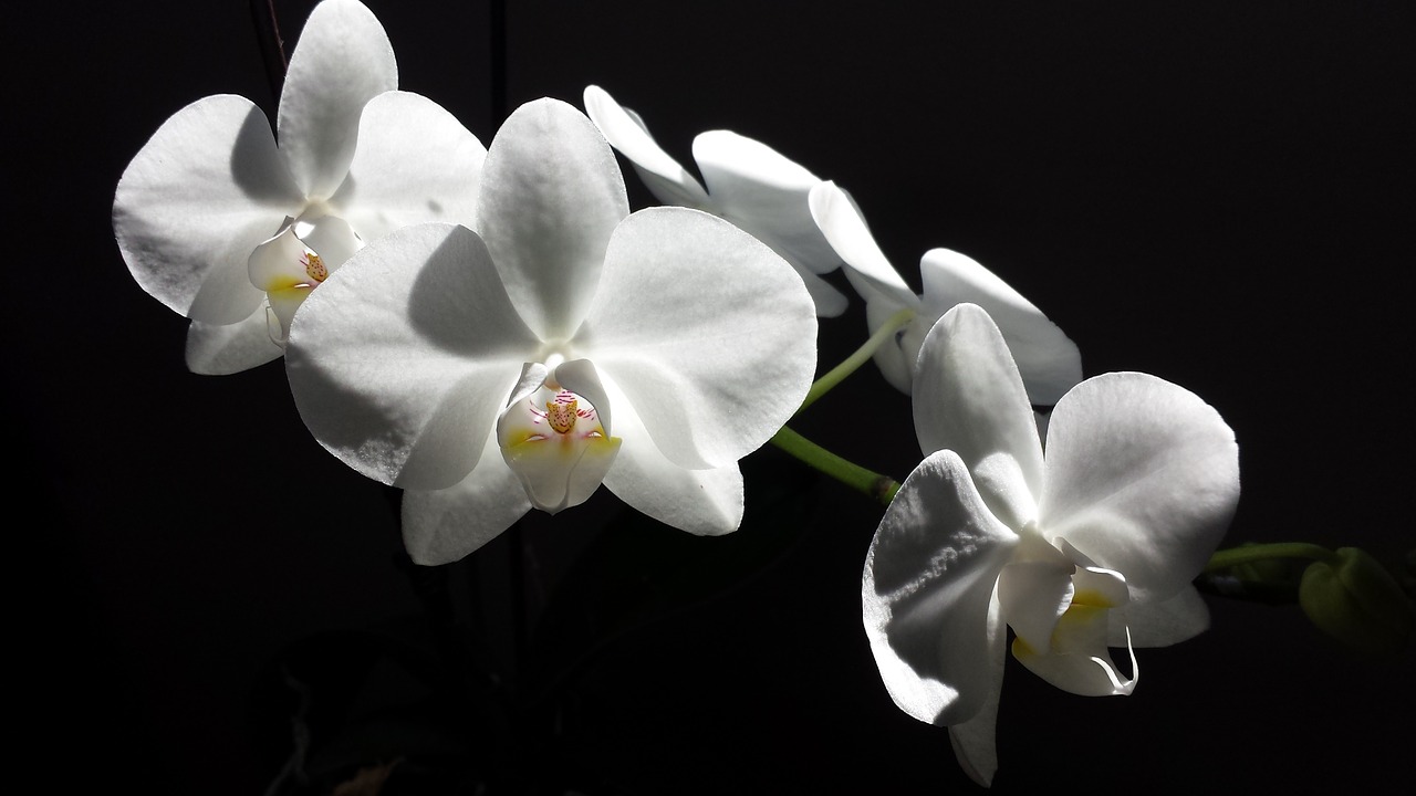 Orchidėja, Gėlė, Balta, Balta Gėlė, Gamta, Žiedas, Žydėti, Žydi, Gėlių, Nemokamos Nuotraukos