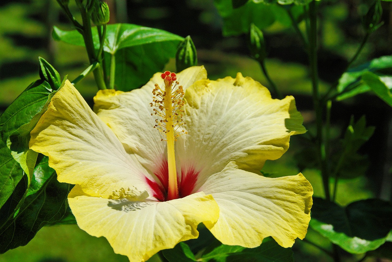 Gėlė, Geltona, Hibiscus, Geltonos Gėlės, Makro, Nemokamos Nuotraukos,  Nemokama Licenzija