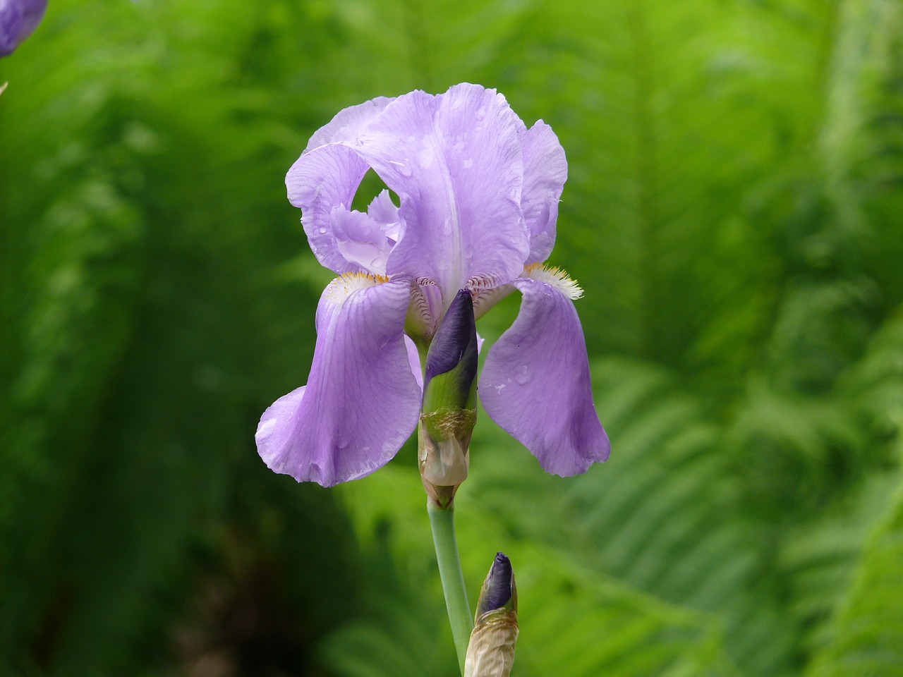 Gėlė, Iris, Violetinė, Gėlės, Gamta, Augalai, Purpurinė Gėlė, Žydėti, Nemokamos Nuotraukos,  Nemokama Licenzija