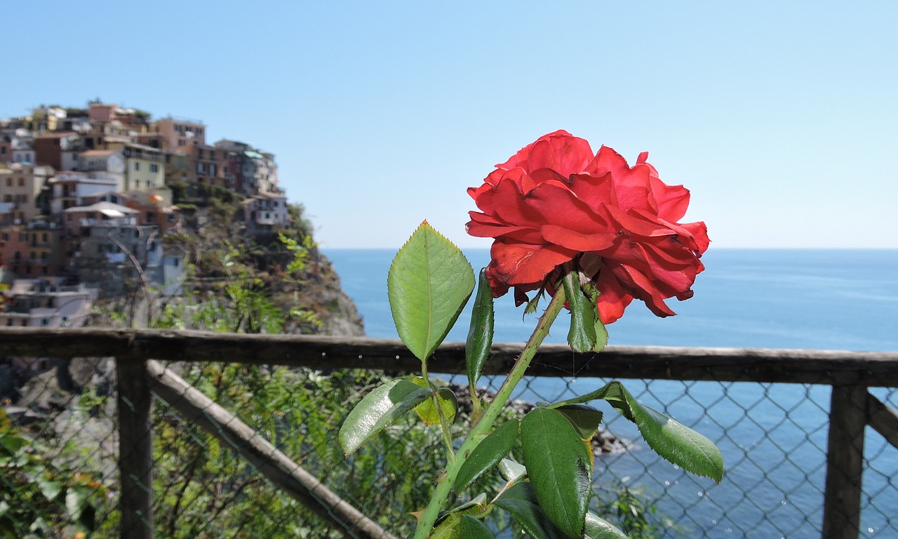 Gėlė, Gamta, Cinque Terre, Manarola, Namai, Jūra, Ligurija, Italy, Nemokamos Nuotraukos,  Nemokama Licenzija