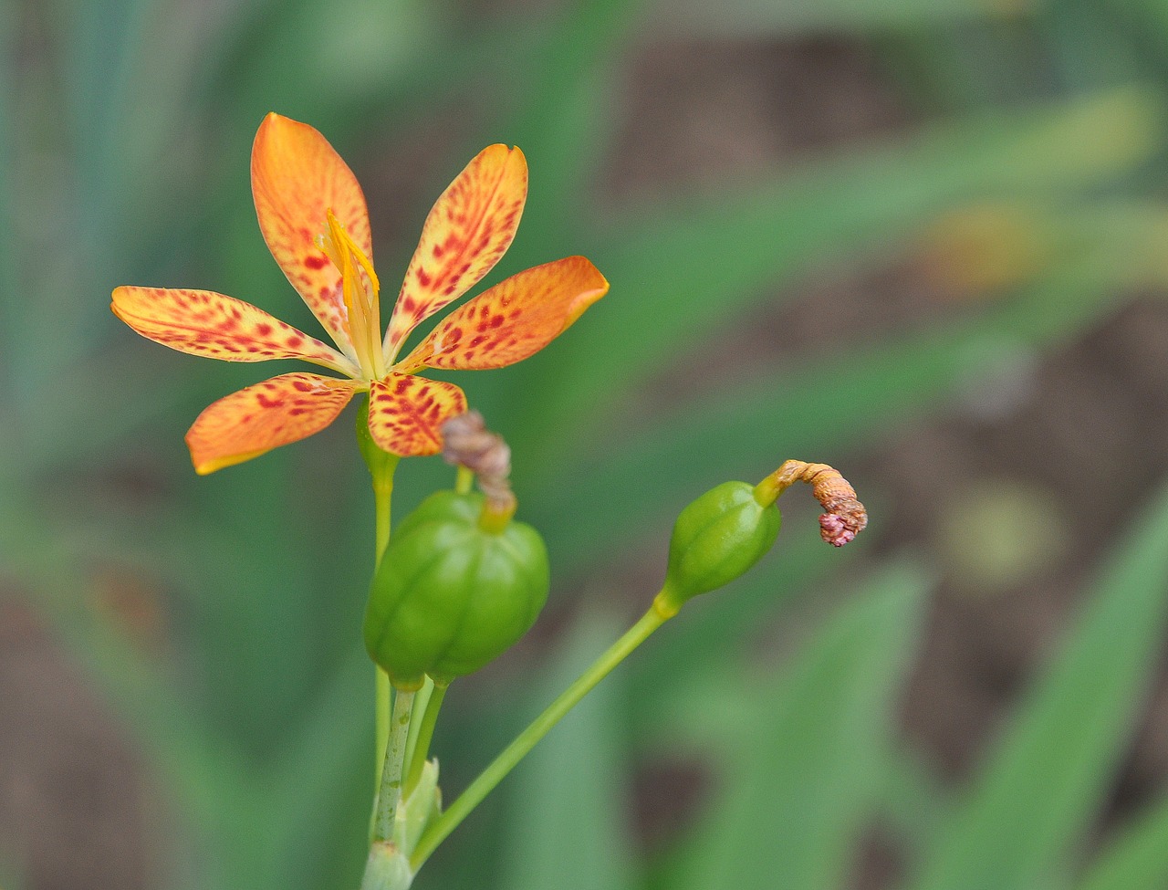 Gėlė, Augalas, Makro, Dekoratyvinis, Žiedlapiai, Flora, Oranžinė, Asija, Vasara, Gėlės