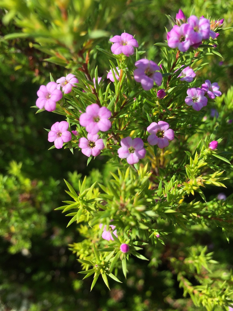 Gėlė, Violetinė, Žalias, Augalas, Krūmas, Sodas, Gamta, Natūralus, Purpurinė Gėlė, Pavasaris