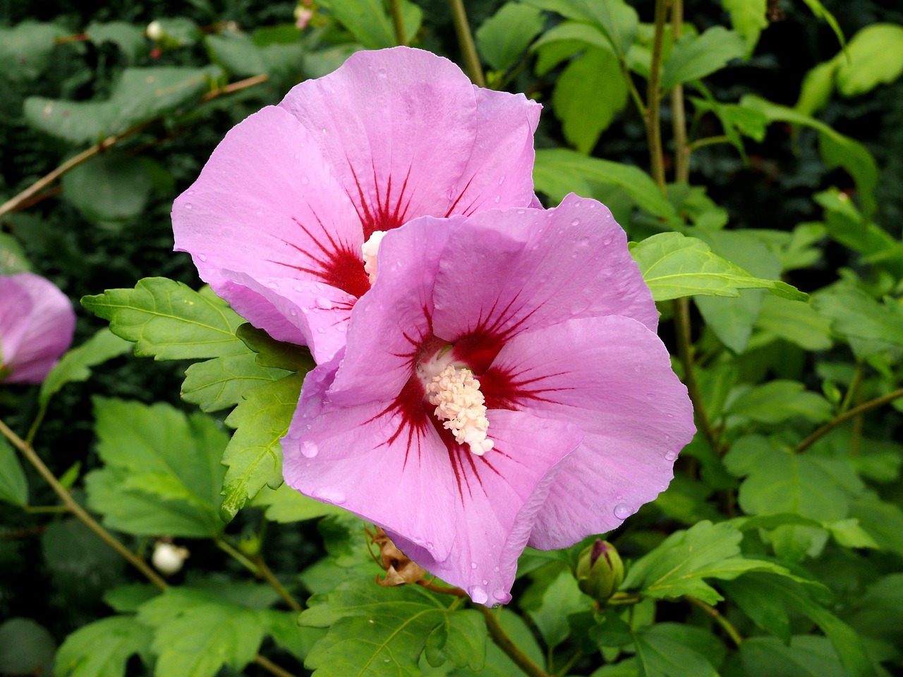 Gėlė, Hibiscus, Rožinis, Gamta, Sodas, Žydėti, Augalai, Nemokamos Nuotraukos,  Nemokama Licenzija